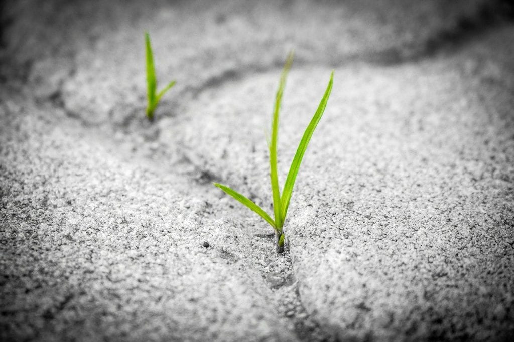grass-1913167_1280-1024x682-1